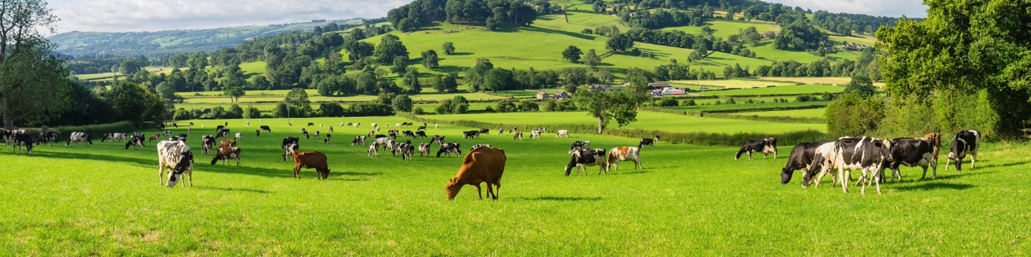 Meat & Dairy Farm Shop